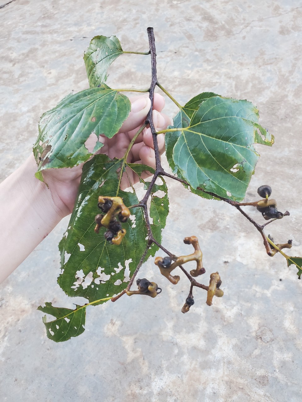 KHÚNG KHÉNG (Hovenia dulcis)  thảo mộc cho lá gan khỏe