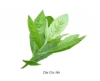 cây cúc tần